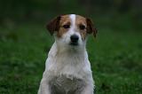 JACK RUSSEL 418